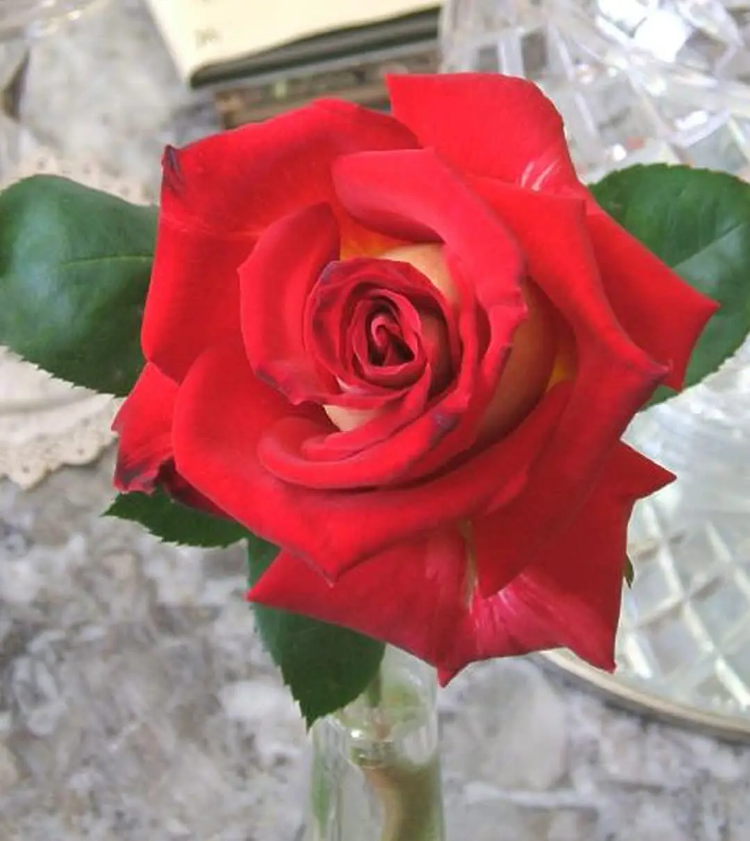 My Date Gave Me a Red Rose at the End of Dinner – I Blocked Him Immediately After