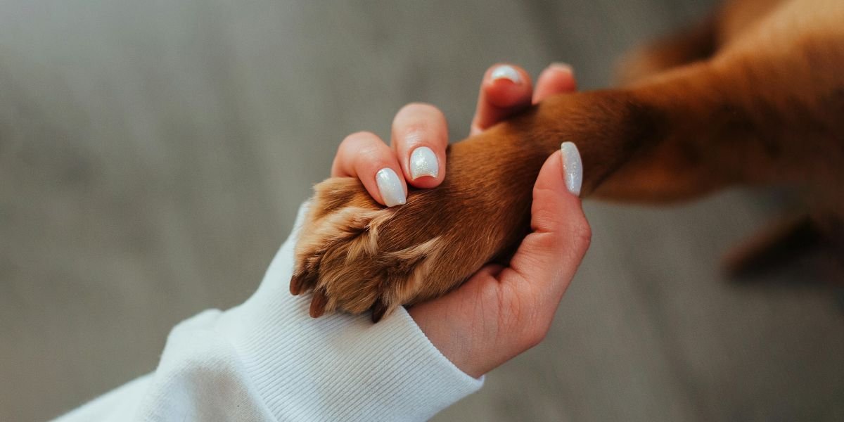 Every Time I Returned from a Work Trip My Dog Looked Different, Until Her Collar Revealed What My Husband Was Hiding — Story of the Day