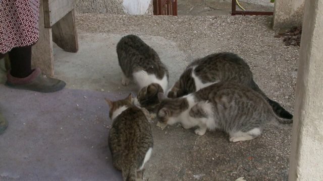 Gjyqi i rrallë në Tiranë, e moshuara 82-vjeçare gjobitet sepse ushqen macet e rrugës! Ja shuma që duhet të paguajë